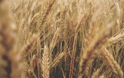 Traçabilitat al sector dels Cereals