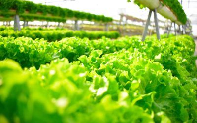 Traçabilitat al sector hortícola