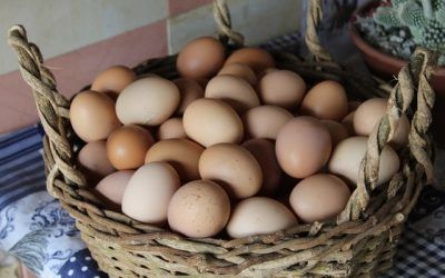 Com és la traçabilitat alimentària dels ous de gallina?