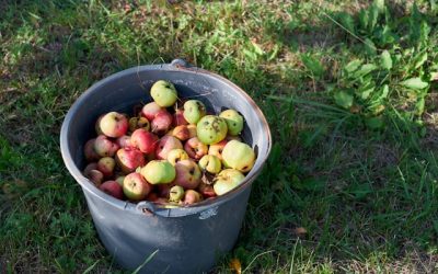 La Importància de les Alertes Alimentàries a la Seguretat Alimentària
