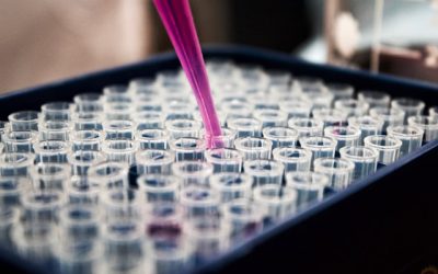 Mètodes Analítics per a la verificació de Traçabilitat en Aliments