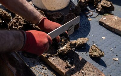 Traçabilitat Alimentària al sector dels Mol·luscs
