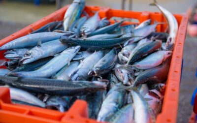 Possibles PERILLS associats als Productes Pesquers