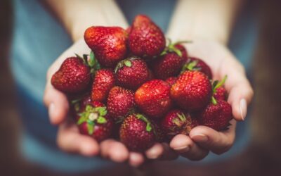 Importància dels Estudis de Vida Útil en aliments